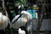 ueno_zoo_3289_mini.jpg