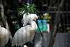 ueno_zoo_3290_mini.jpg