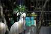ueno_zoo_3291_mini.jpg