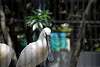 ueno_zoo_3292_mini.jpg