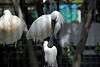 ueno_zoo_3293_mini.jpg