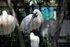 ueno_zoo_3294_mini.jpg