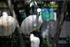 ueno_zoo_3295_mini.jpg