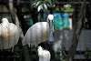 ueno_zoo_3296_mini.jpg