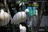 ueno_zoo_3297_mini.jpg