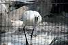 ueno_zoo_3300_mini.jpg