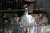 ueno_zoo_3315_mini.jpg