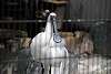 ueno_zoo_3316_mini.jpg
