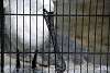 ueno_zoo_3318_mini.jpg