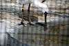 ueno_zoo_3320_mini.jpg