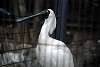 ueno_zoo_3324_mini.jpg