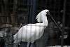 ueno_zoo_3326_mini.jpg