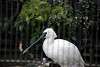 ueno_zoo_3327_mini.jpg