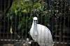 ueno_zoo_3329_mini.jpg