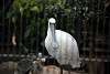 ueno_zoo_3330_mini.jpg