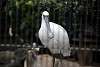 ueno_zoo_3331_mini.jpg