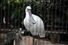 ueno_zoo_3332_mini.jpg