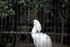 ueno_zoo_3333_mini.jpg