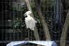 ueno_zoo_3334_mini.jpg