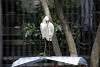 ueno_zoo_3335_mini.jpg