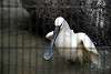 ueno_zoo_3337_mini.jpg