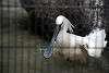ueno_zoo_3338_mini.jpg