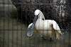 ueno_zoo_3339_mini.jpg