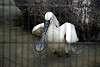 ueno_zoo_3340_mini.jpg