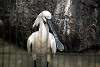 ueno_zoo_3343_mini.jpg