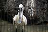 ueno_zoo_3344_mini.jpg