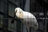 ueno_zoo_3345_mini.jpg