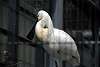 ueno_zoo_3346_mini.jpg