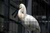 ueno_zoo_3347_mini.jpg