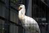 ueno_zoo_3348_mini.jpg