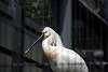 ueno_zoo_3349_mini.jpg