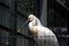 ueno_zoo_3350_mini.jpg