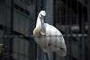 ueno_zoo_3352_mini.jpg