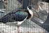 ueno_zoo_3353_mini.jpg