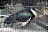 ueno_zoo_3354_mini.jpg