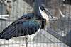 ueno_zoo_3355_mini.jpg
