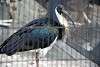ueno_zoo_3356_mini.jpg