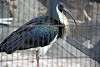 ueno_zoo_3357_mini.jpg