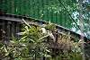 ueno_zoo_3359_mini.jpg