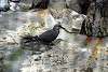 ueno_zoo_3360_mini.jpg