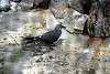 ueno_zoo_3361_mini.jpg