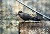 ueno_zoo_3362_mini.jpg