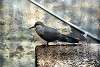 ueno_zoo_3363_mini.jpg