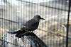 ueno_zoo_3364_mini.jpg