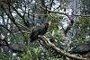 ueno_zoo_3365_mini.jpg