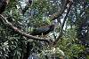ueno_zoo_3366_mini.jpg